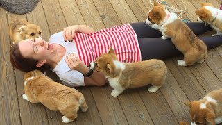 20 Minutes of Adorable Puppies 🐶 [upl. by Bella]