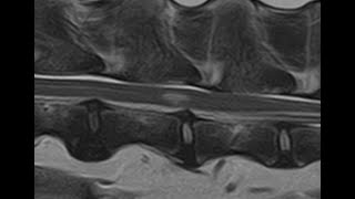 Comparing and contrasting FCEM and ANNPE in dogs using MRI [upl. by Esau579]