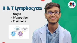 T lymphocyte  B lymphocyte  Origin amp Maturation  Microbiology bangla lecture [upl. by Kcirednek]