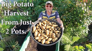 Nice Potato Harvest from just 2 Containers [upl. by Pasol]