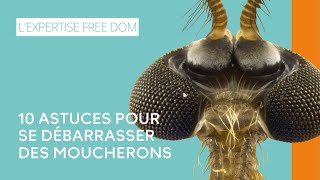 10 astuces pour se débarrasser des moucherons [upl. by Rimidalv]