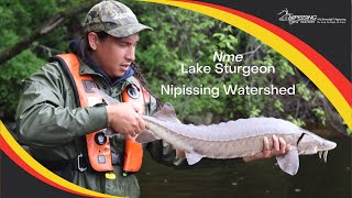 Lake Sturgeon  Nipissing Watershed [upl. by Timmy]