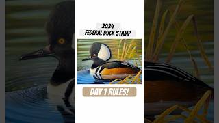 Day 1 Rules for the Federal Duck Stamp Competition duckhunting waterfowl birds birdslover [upl. by Alderson]