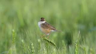 棕扇尾莺 Zitting Cisticola [upl. by Nomled]