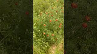 karam banthi karambanthi banthi farming orijinal nature newsong telugufolkmusic youtubeshort [upl. by Ellitnahc]