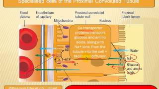 The formation of urine [upl. by Sac60]