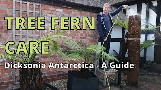 TREE FERN CARE Dicksonia Antarctica A Guide [upl. by Aholah348]