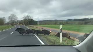 Des sangliers sur la route à Kehlen [upl. by Ardnayek]