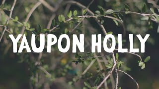 How to Grow  Yaupon Holly [upl. by Hut126]