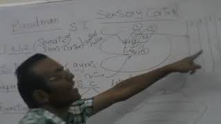 Sensory cortex part 1 Dr Mohamed Fayez [upl. by Charmain]