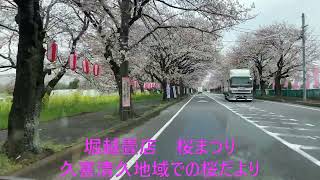 久喜清久（きよく）の桜、様子見だ。【堀越畳店】 [upl. by Nosned]