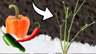 OverWinter Your Pepper Plants In Any Climate [upl. by Aehsat84]