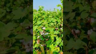 Spray against pesto on cotton field agriculture pesticides farming cotton [upl. by Enomas]