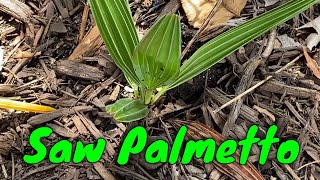 Virginia Saw Palmetto Serenoa repens [upl. by Alit]