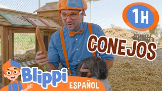 Blippi visita los conejos en la granja🐰 Blippi Español  Videos educativos para niños [upl. by Kcin414]