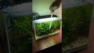 4 Gallon Low Tech Java Fern Aquarium [upl. by La Verne]