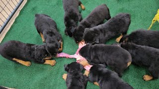 7 week old Rottweiler vultures [upl. by Lorette]