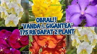 STOCK BARU VANDA amp GIGANTEA  175 RB DAPAT 2 PLANT Dapatkan Giveaway nya no admin 085782741417 🙏💯 [upl. by Ybor]