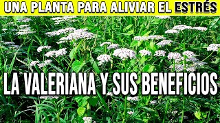 LA VALERIANA Y SUS BENEFICIOS  PLANTAS MEDICINALES [upl. by Oppen]