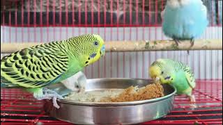 birds ko khane me kya pasand dekho dosto [upl. by Wilkinson]