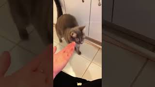 funny petschannel pets cat [upl. by Olnton]