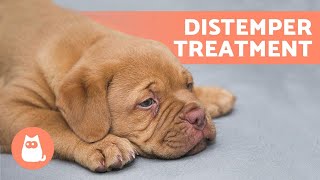 Treating DISTEMPER in DOGS at Home 🐶 [upl. by Steffen]