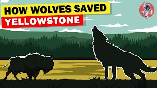 How Wolves Saved Yellowstone and Changed Rivers [upl. by Bacon]