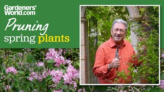 How to prune springflowering plants  Alans guide to pruning deutzia [upl. by Aissatan]