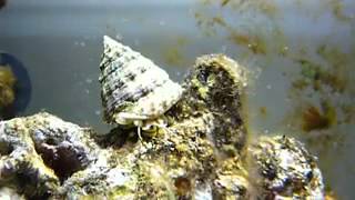 Trochus snail YouTube [upl. by Ruhnke]