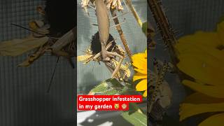 The grasshoppers invasion in Colorado is outrageous 🤬shorts shortfeed viralshort grasshopper [upl. by Rudyard613]