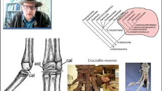 GEO 6350 Vertebrate Paleontology Lecture 15 Archosauromorphs [upl. by Akihdar]