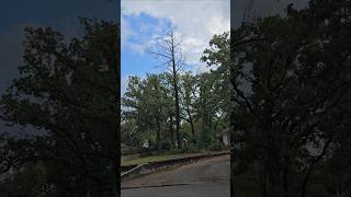 Cutting Tree By House arborist landscaping [upl. by Araes32]