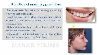 maxillary premolars anatomypart 1 [upl. by Johns]