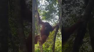 Orangutan In Trees [upl. by Oloap451]