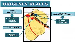 CUATRO PARES CRANEALES Y SIMPATICO CRANEOCERVICAL 2024 [upl. by Tench117]