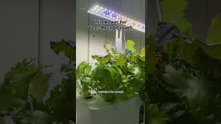 Revolutionize Your Indoor Garden with Hydroponic Kits [upl. by Chucho175]