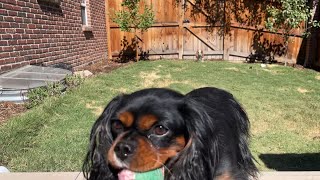 cute dogs play fetch before it gets hot out [upl. by Grantham]