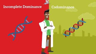 Genetics Basics Difference between Codominance and Incomplete Dominance [upl. by Forkey]