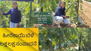 hirekaayi cultivationಹೀರೆಕಾಯಿ ಹೊಸ ತಳಿಗಳಿಂದ ಸಕತ್ ಲಾಭridge gourd farming IIHR research hesaraghatta [upl. by Epuladaug]