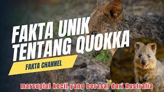 FAKTA UNIK QUOKKA marsupial kecil yang berasal dari Australia [upl. by Ayat887]