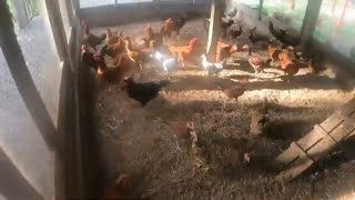 Chicken update on the Aussie Farm in the Philippines [upl. by Tor]