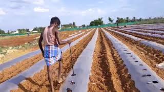 Mulching paper sheet hole maker tool jugaad Tomato farming India tomato mulching viralvideo [upl. by Atikaj931]