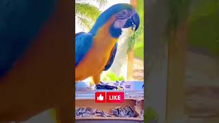 Macaw parrot beautiful [upl. by Nuawed]