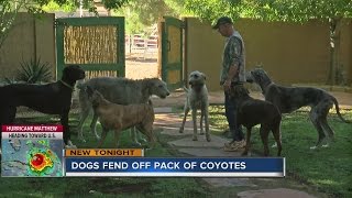 Man and dogs honored for fighting off coyotes [upl. by Nylrebma]