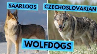 Saarloos Wolfdog vs Czechoslovakian Wolfdog  Dog Breed Comparison [upl. by Neelhtakyram]