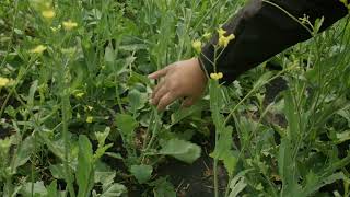 Growing Canola in Canada [upl. by Anawak]