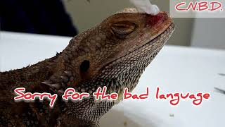 Cheecho the Neglected Dragon Rehabilitation Update  Slow amp Steady 🐢 ChuckNorrizBeardedDragons [upl. by Sila]