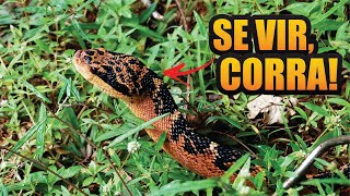 TOP 10  Cobras Mais Peçonhentas do Brasil [upl. by Corvese217]