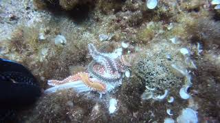 Bearded Fireworm Hermodice carunculata devouring remains of a fish [upl. by Penney693]