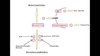 Asthma Drugs  B2 Agonists Albuterol salmeterol amp formoterol [upl. by Bearce645]